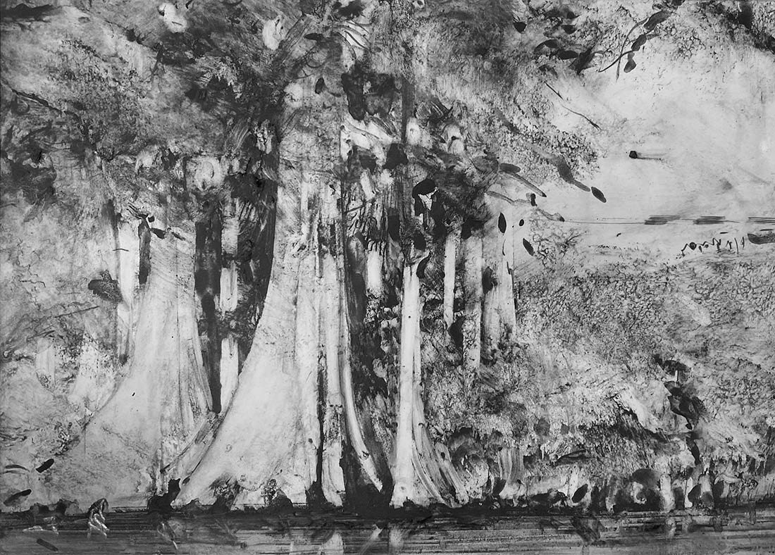 Cypress on the Ichetucknee drawing by Steve Bradbury