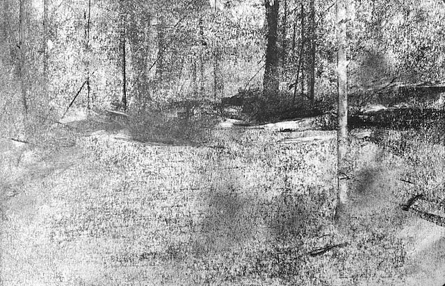 Bank of Trees at Weir Preserve by Steve Bradbury