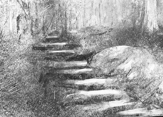 Bank of Trees at Weir Preserve by Steve Bradbury