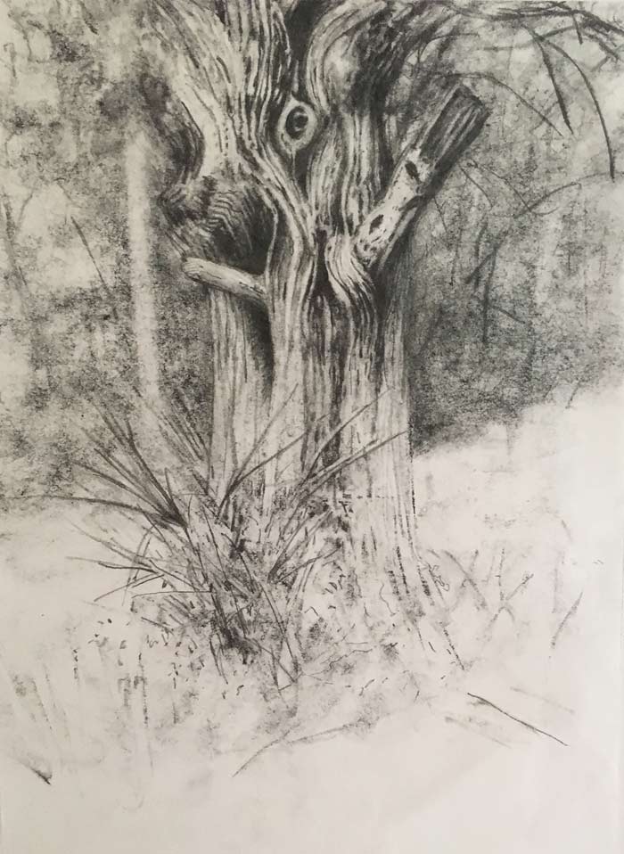 old tree drawing Steve Bradbury