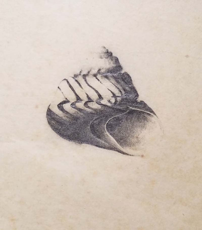 Sea shell drawing by Steve Bradbury