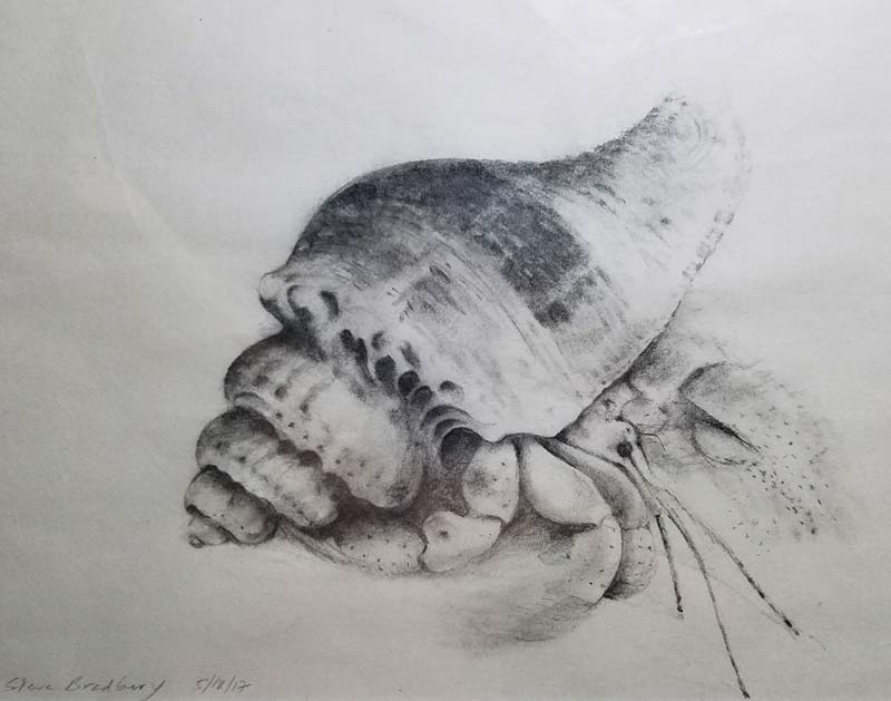 hermit crab drawing by Steve Bradbury