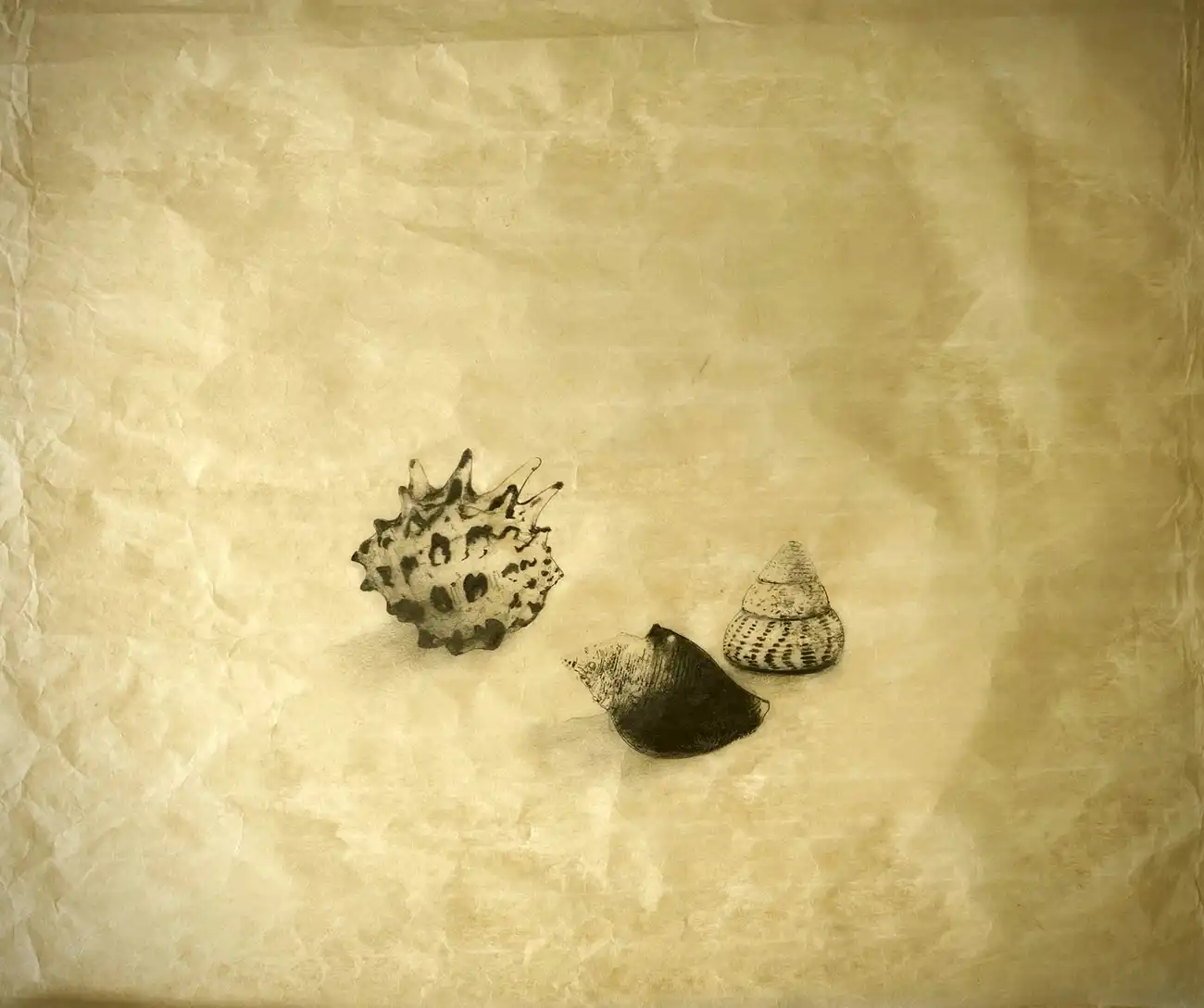 Shells in the sand by Steve Bradbury