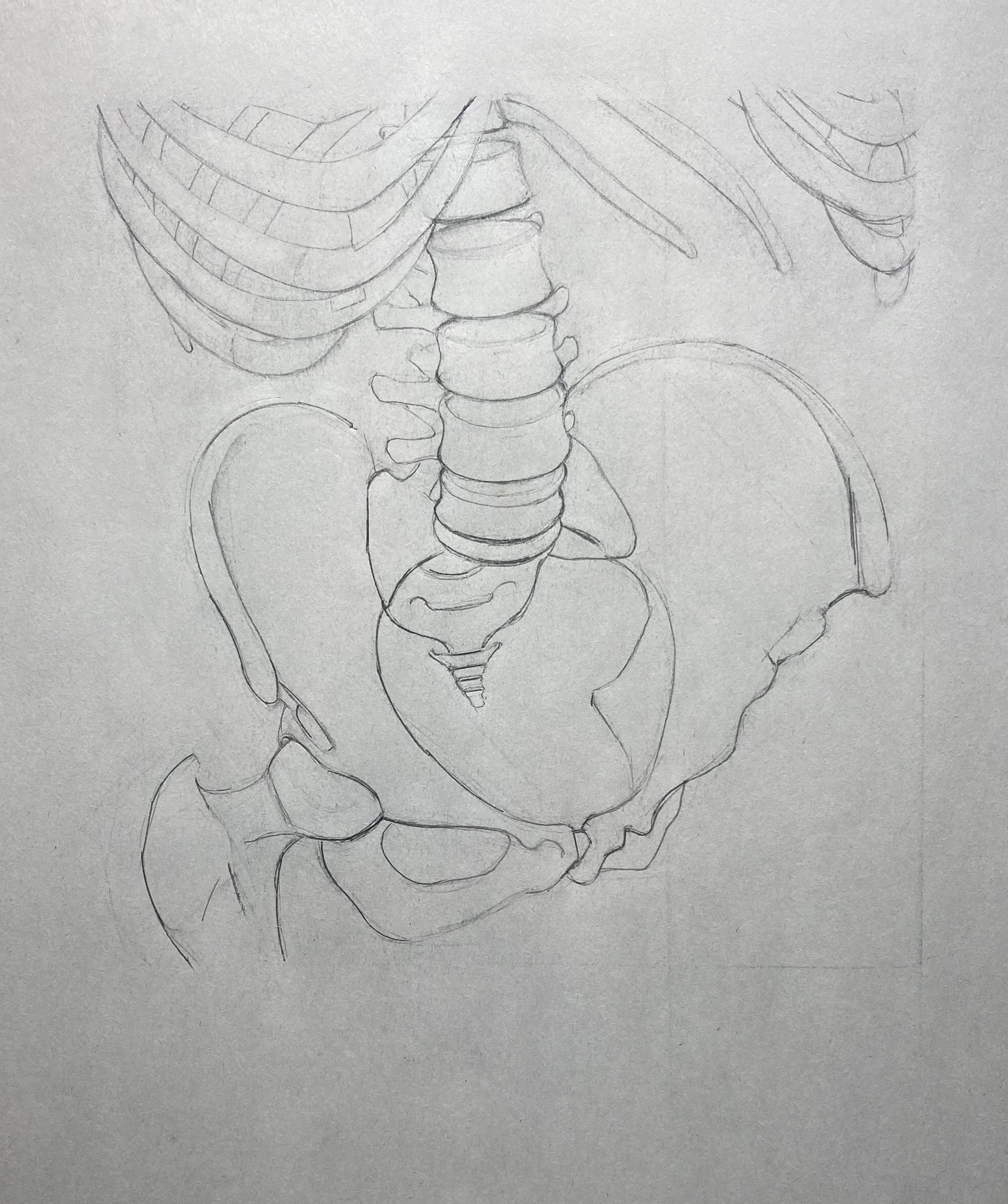Skeleton drawing by Steve Bradbury